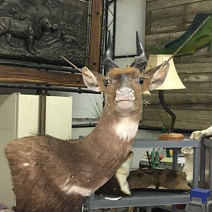 Bushbuck Shoulder Mount Taxidermy Progress