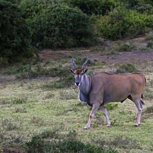 Eland South Africa