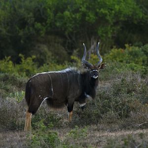 Nyala South Africa