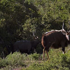 Bushbuck South Africa