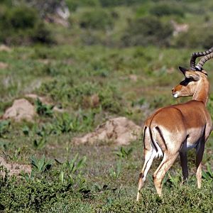 Impala South Africa