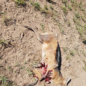 Jackal Hunting in Namibia