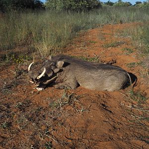 Hunt Warthog Namibia