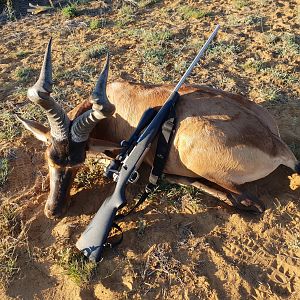 Hunt Red Hartebeest Namibia