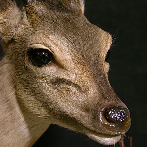 Blue Duiker Full Mount Taxidermy Close Ups