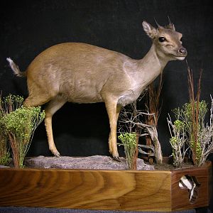 Blue Duiker Full Mount Taxidermy