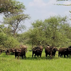 Herd of Cape Buffalo South Africa