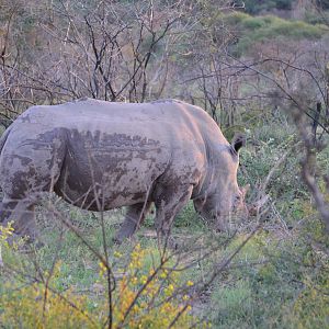 Rhino South Africa