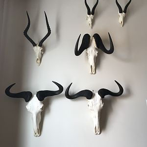 European Skull Mounts