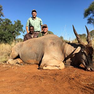 Eland Hunt in South Africa