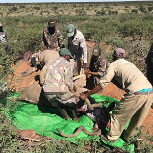 Hunting Kudu in Namibia