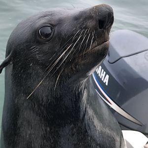 Seal Namibia