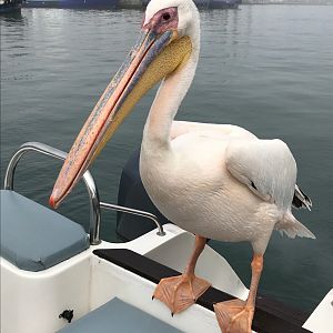 Pelican Namibia