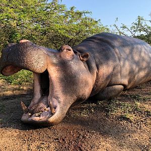 Hippo Hunt in South Africa