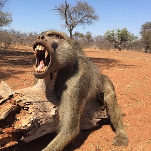 Baboon Hunting in South Africa