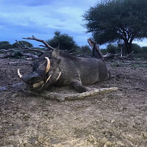 Warthog Hunt in South Africa