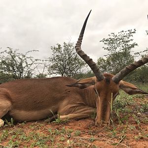 Hunting Impala South Africa