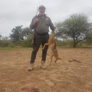 Jackal Hunt South Africa