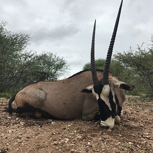 Hunt Gemsbok in South Africa