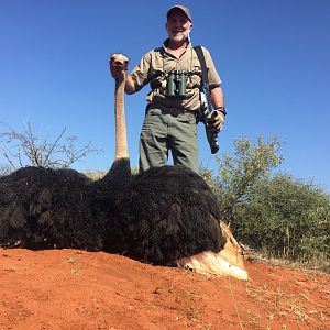 South Africa Hunting Ostrich