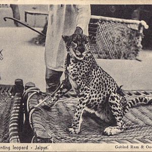 Hunting Cheetah India Jaipur