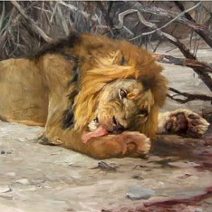 Lion mauled and eat man