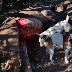 Wounded Kudu killed during the night by a Leopard