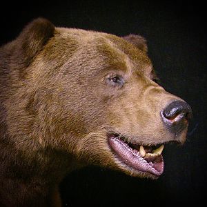 10 Footer Brown Bear Full Mount Taxidermy