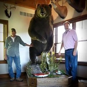 10 Footer Brown Bear Full Mount Taxidermy