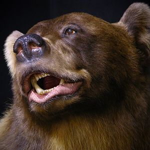 8 Footer Brown Bear Full Mount Taxidermy