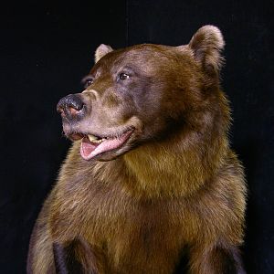 8 Footer Brown Bear Full Mount Taxidermy