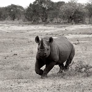 Black Rhino South Africa