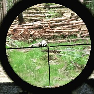 Honey Badger Hunting in Sweden