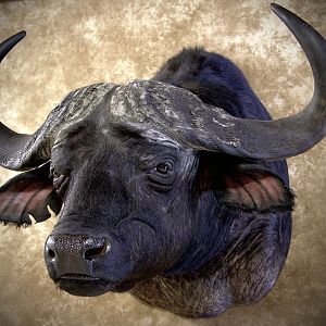 Cape Buffalo Shoulder Mount Taxidermy