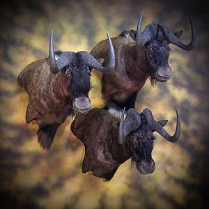 Black Wildebeest Shoulder Mount Taxidermy