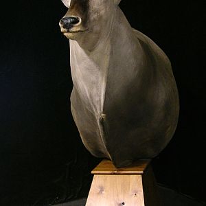 Eland Shoulder Mount Pedestal Taxidermy