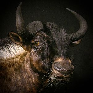 Black Wildebeest Shoulder Mount Taxidermy