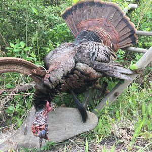 Hunt Turkey