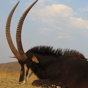 Hunting Sable in South Africa