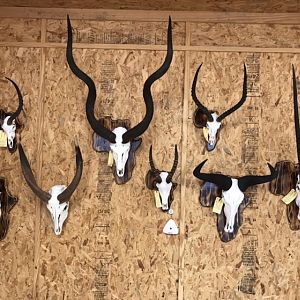 European Skull Mounts Taxidermy