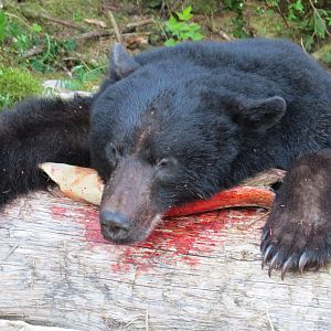 Black Bear Hunt On And Around Prince Of Whales SE Alaska