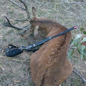 Sambar Deer Hunt Australia