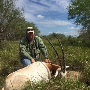 Scimitar Oryx Hunting