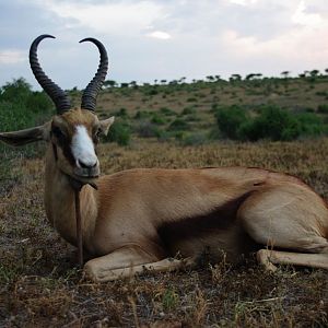 Hunting Copper Springbok in South Africa