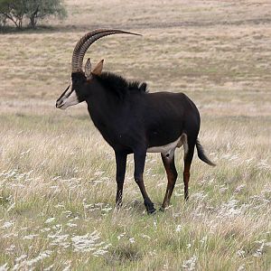 Sable Antelope South Africa