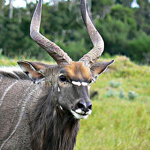 Nyala South Africa