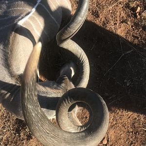 Curl of Kudu horn