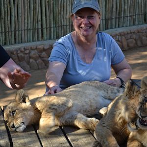 Petting Lion cubs
