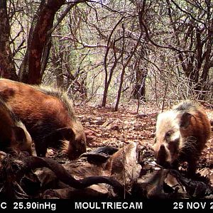 Bushpig Trail Cam Pictures South Africa