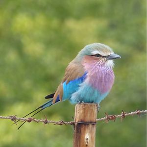 Lilac Breasted Roller Zimbabwe